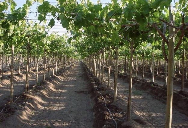 vinograd